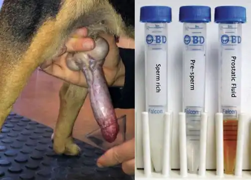 تست اسپرم سگ خانگی