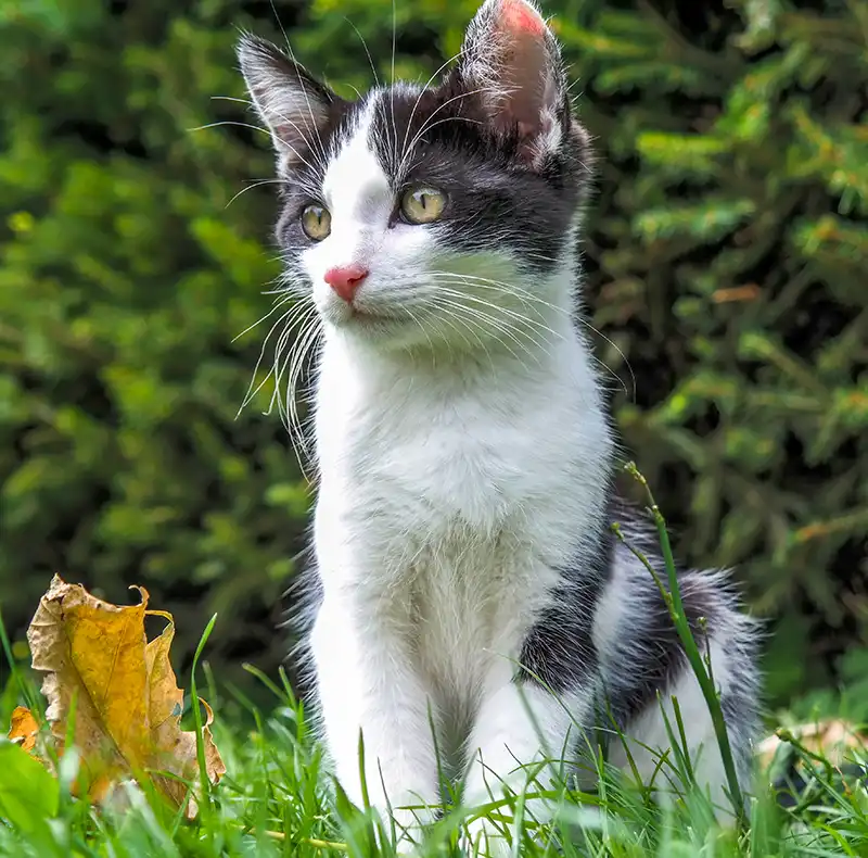 اسم برای گربه