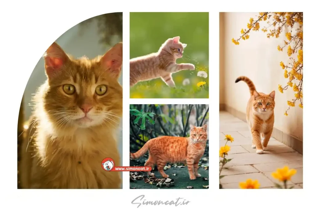 اسم گذاری برای گربه نارنجی