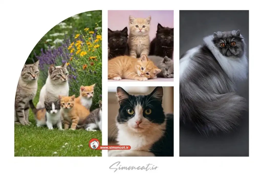 اسم گربه بر اساس رنگ سیاه و سفید