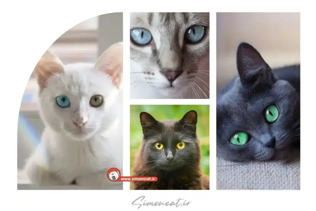 اسم گربه بر اساس رنگ چشم