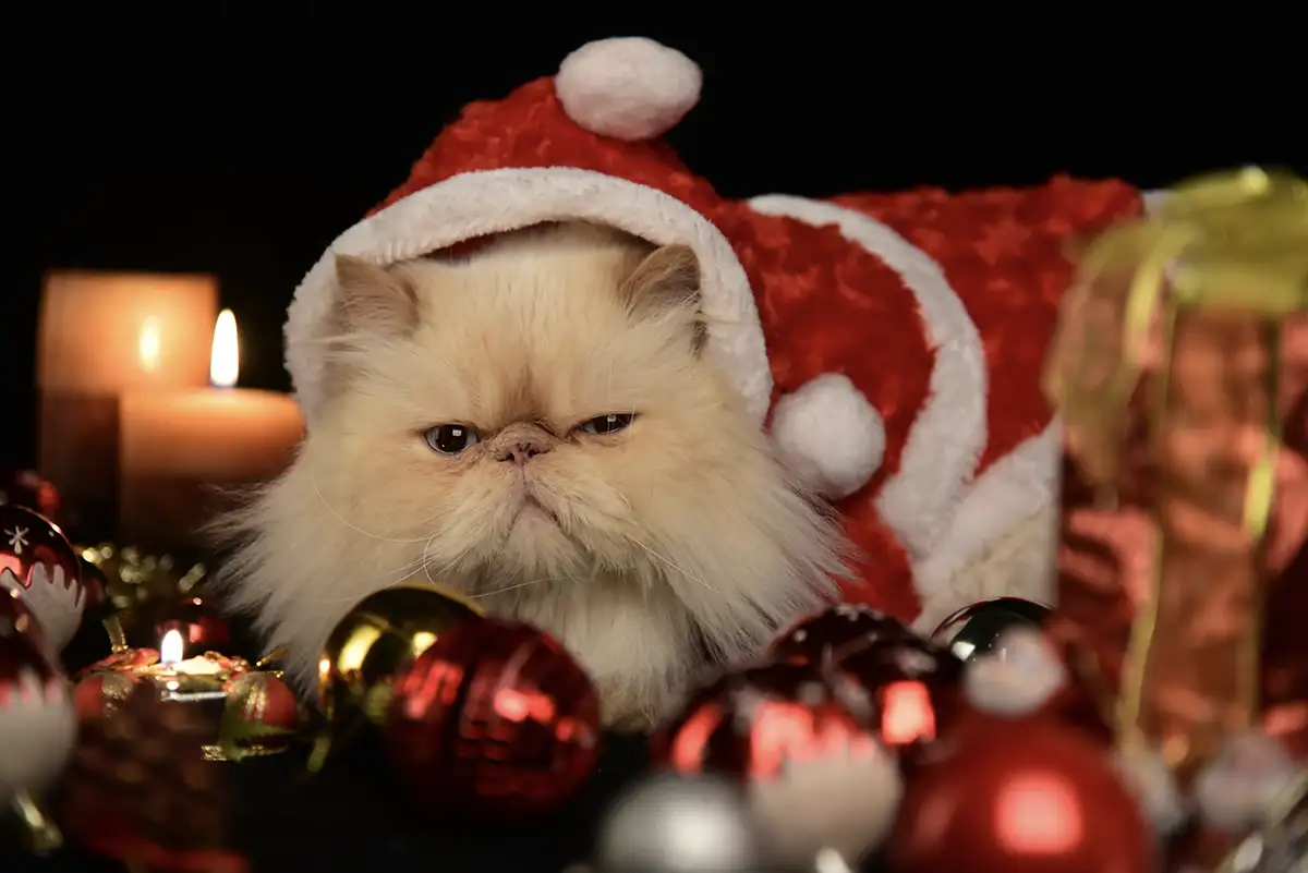 اسم گربه پرشین