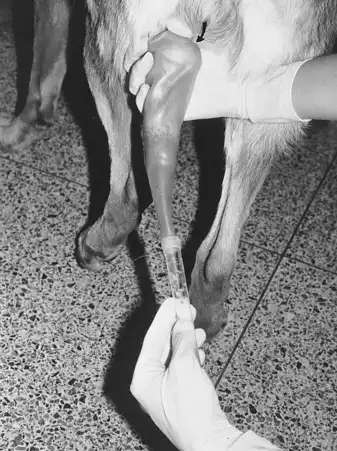 اسپرم گیری از سگ