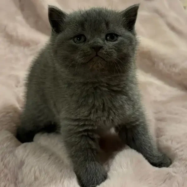 اسکاتیش آنفولد کد 33