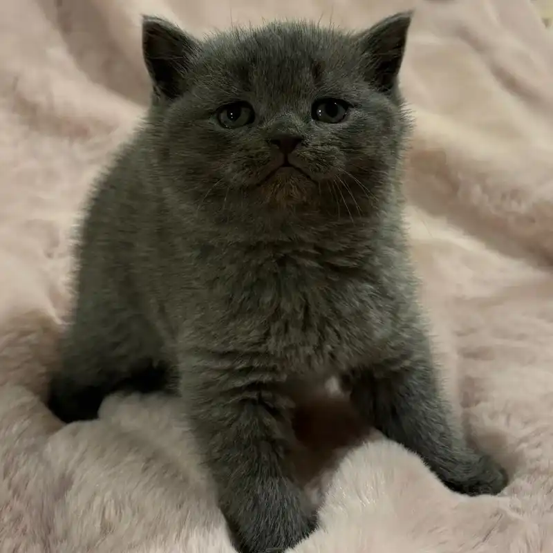 اسکاتیش آنفولد کد 33 اسکاتیش آنفولد کد 33