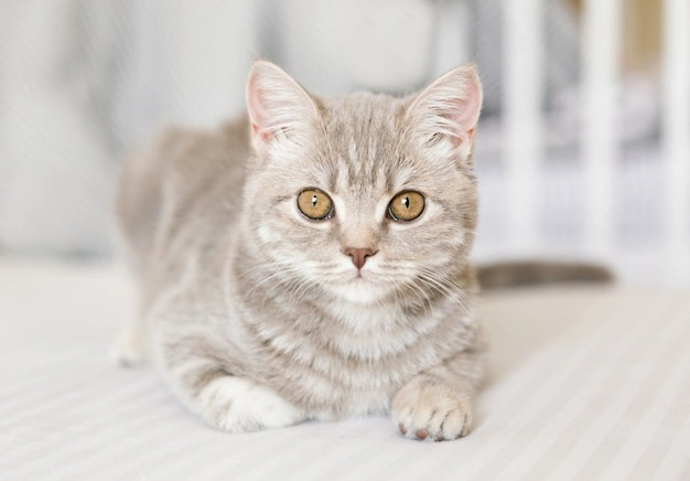 اسکاتیش استریت دو رنگ