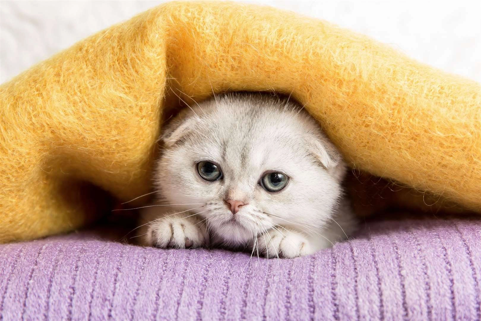 اسکاتیش با گوش های تاشده