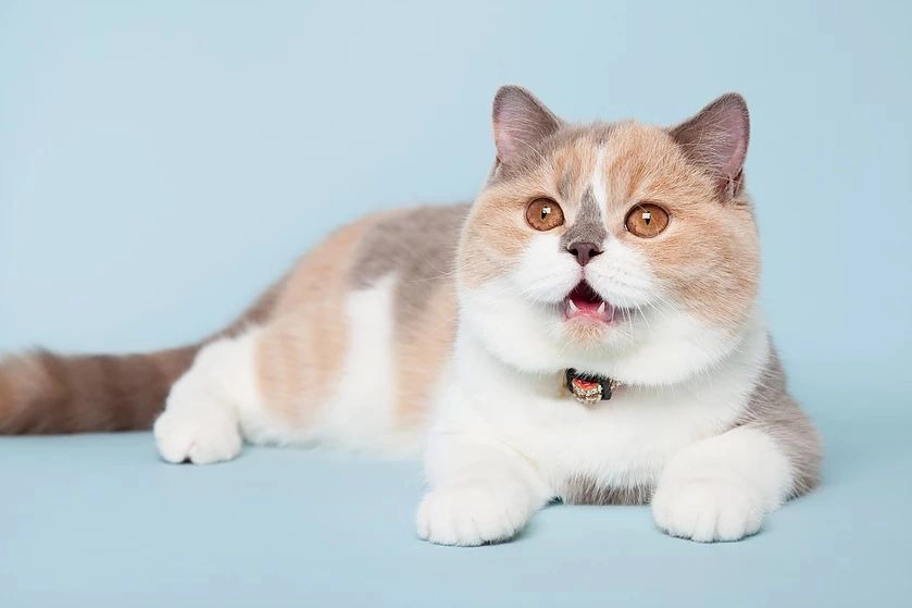 بریتیش تری کالر