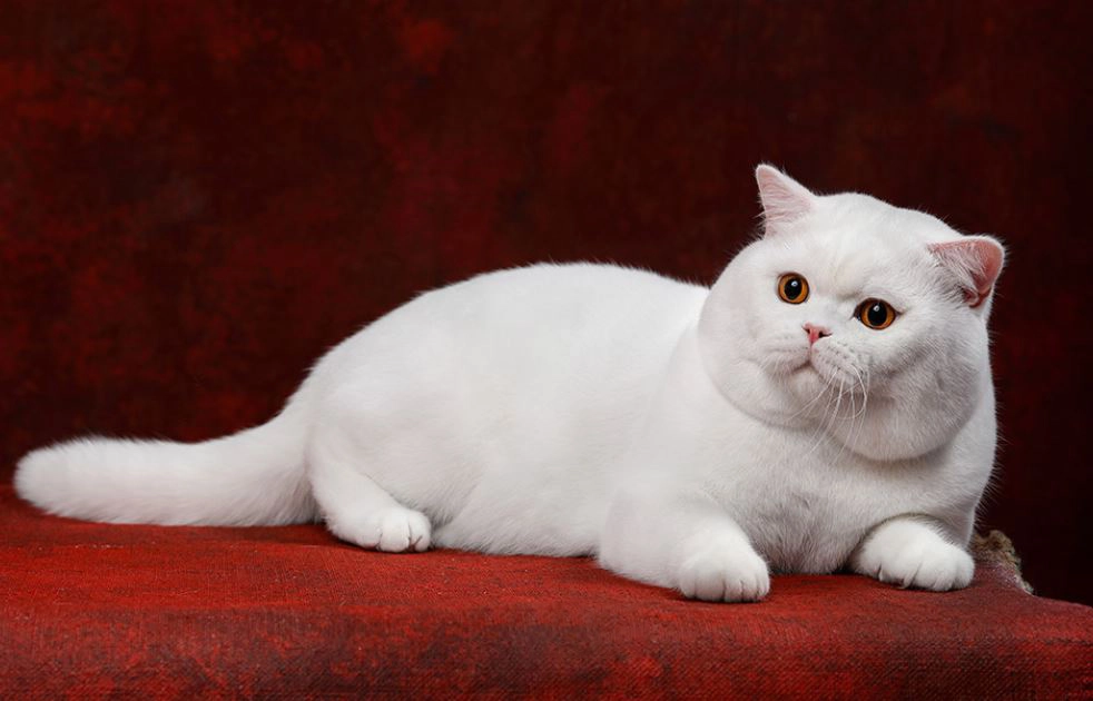 بریتیش تک رنگ