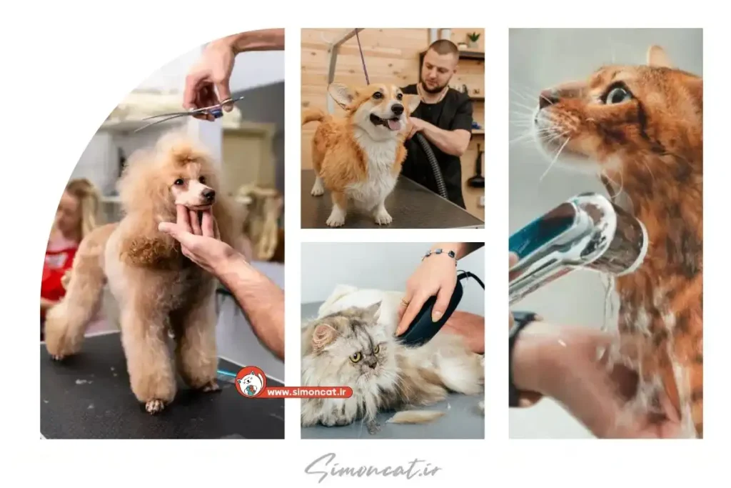 بهترین آرایشگاه حیوانات تهران