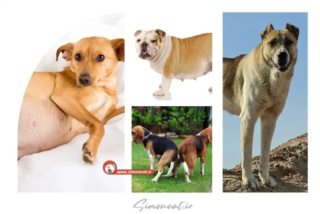 بهترین زمان جفت انداختن سگ