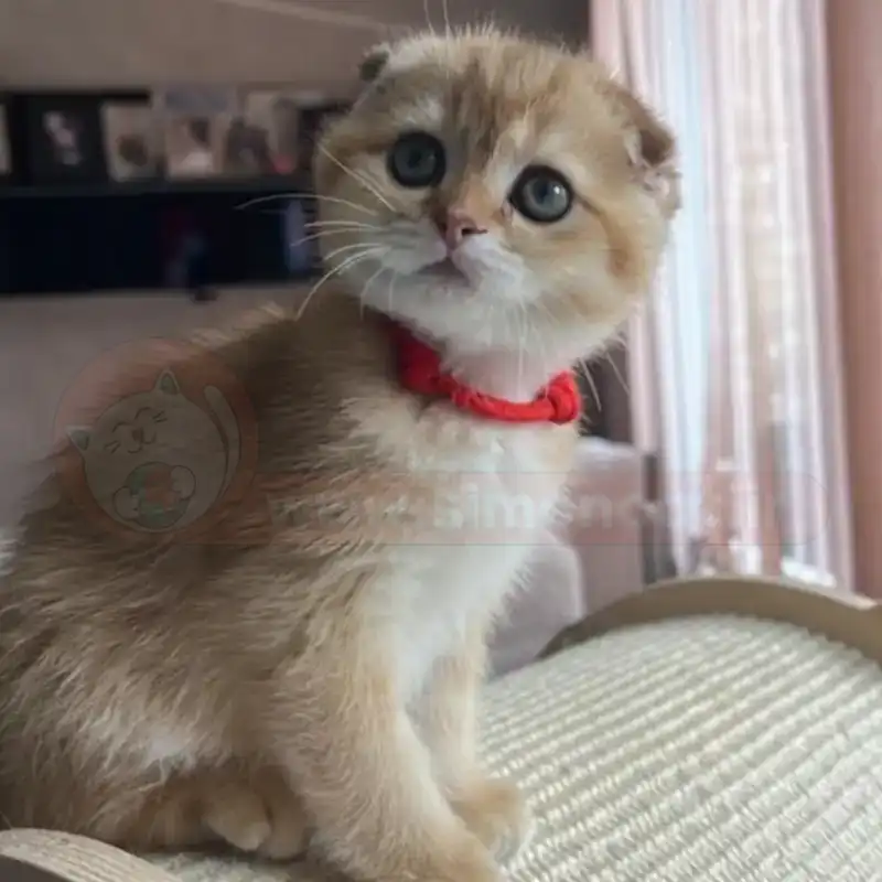 بچه اسکاتیش گلد بچه اسکاتیش گلد