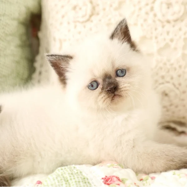 بچه گربه هیمالین