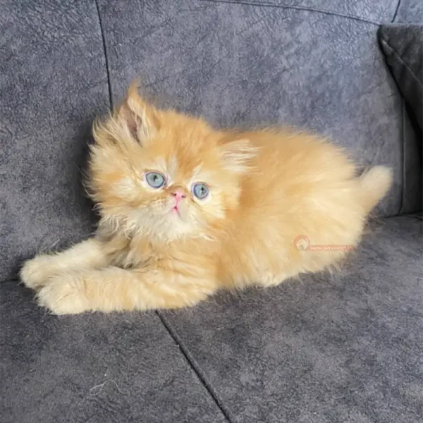 بچه گربه پرشین جینجر