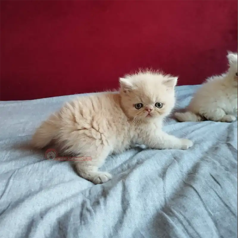 بچه گربه پرشین بچه گربه پرشین