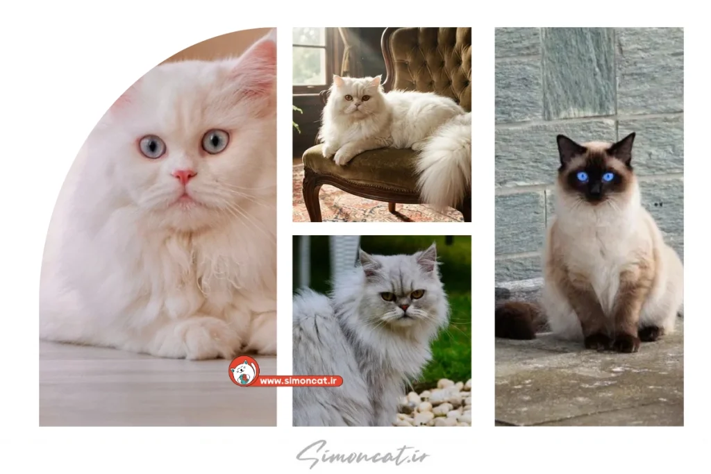 تفاوت گربه سیامی و پرشین