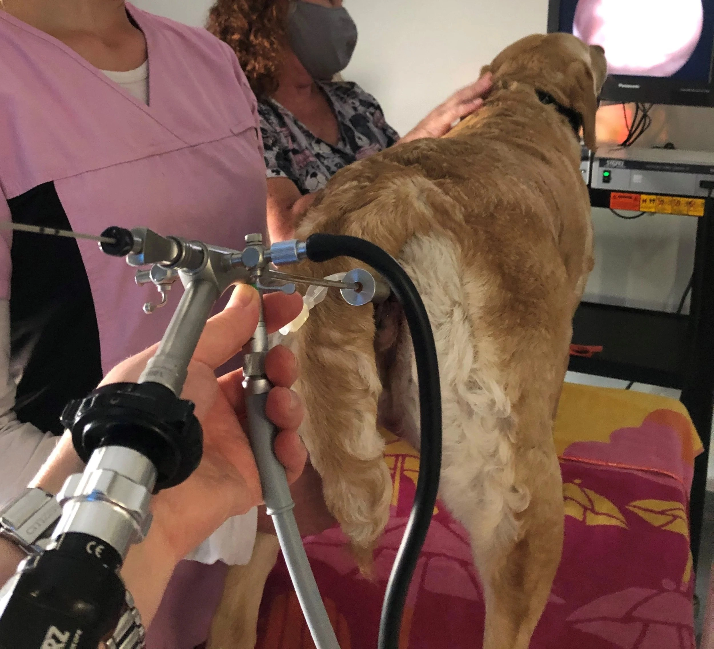 تلقیح سگ ماده