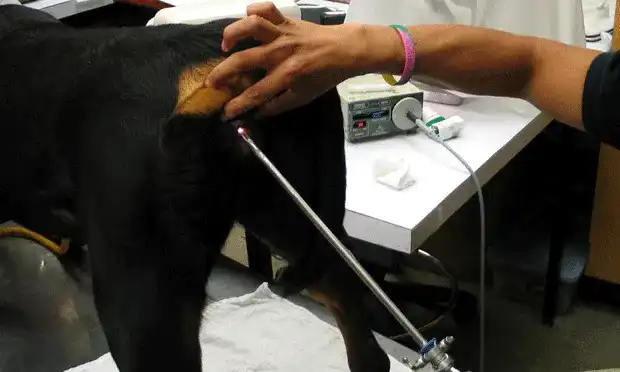 تلقیح مصنوعی در سگ ها