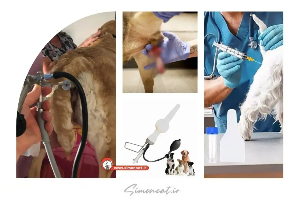 تلقیح مصنوعی سگ چیست