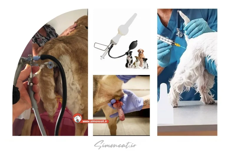 تلقیح مصنوعی سگ چیست