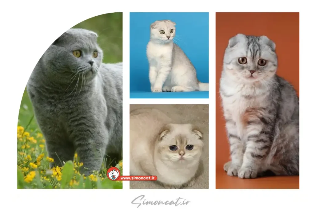 تنوع رنگ گربه اسکاتیش
