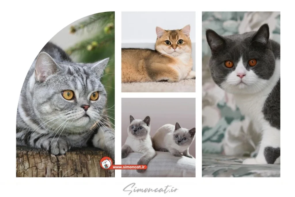 تنوع رنگ گربه بریتیش