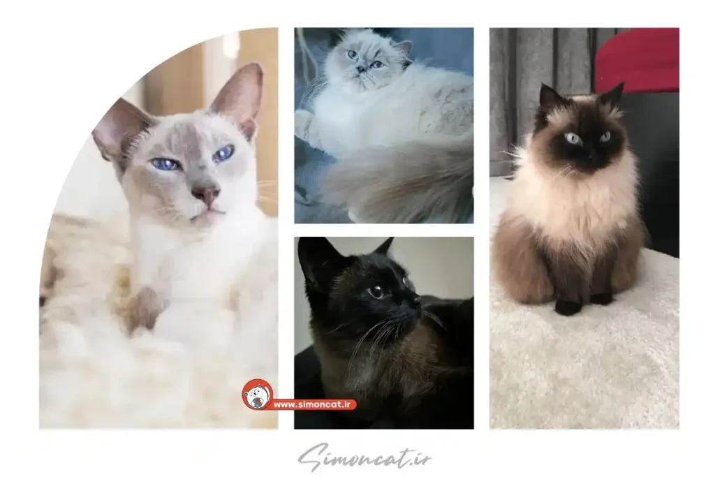 تنوع رنگ گربه هیمالین