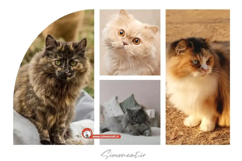تنوع رنگ گربه پرشین