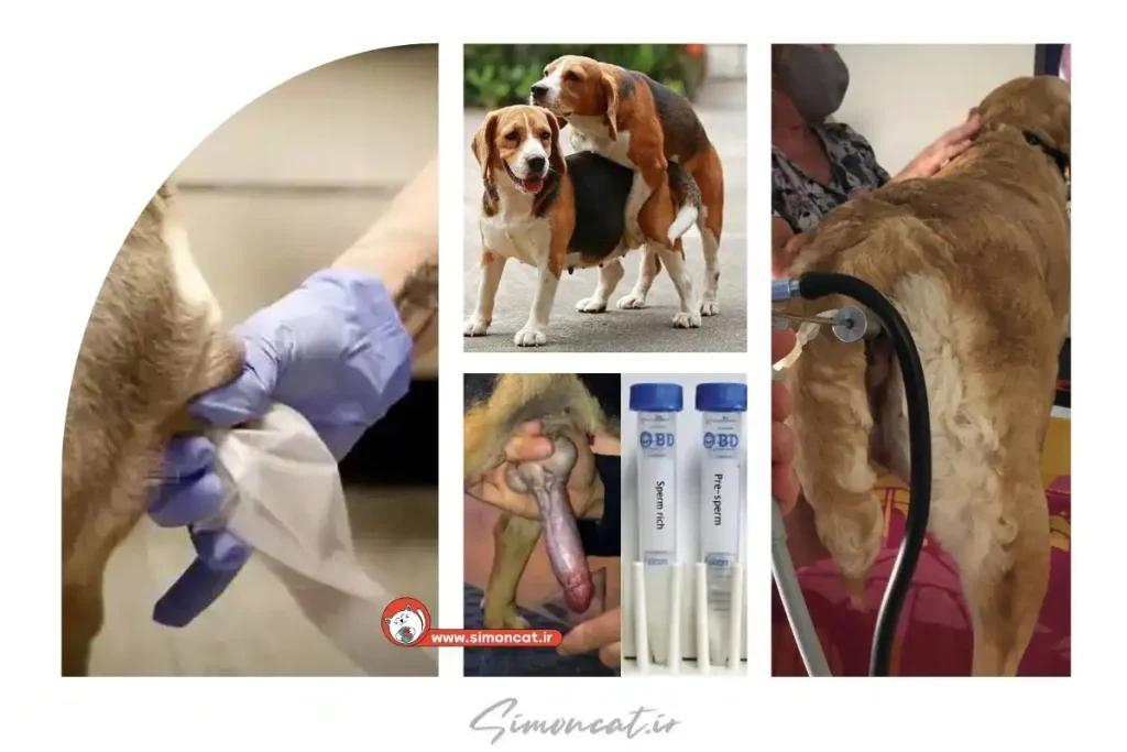 جفت گیری سگ در پانسیون