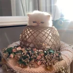 خرید گربه ایرانی