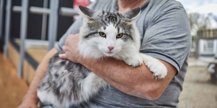 خرید گربه خانگی