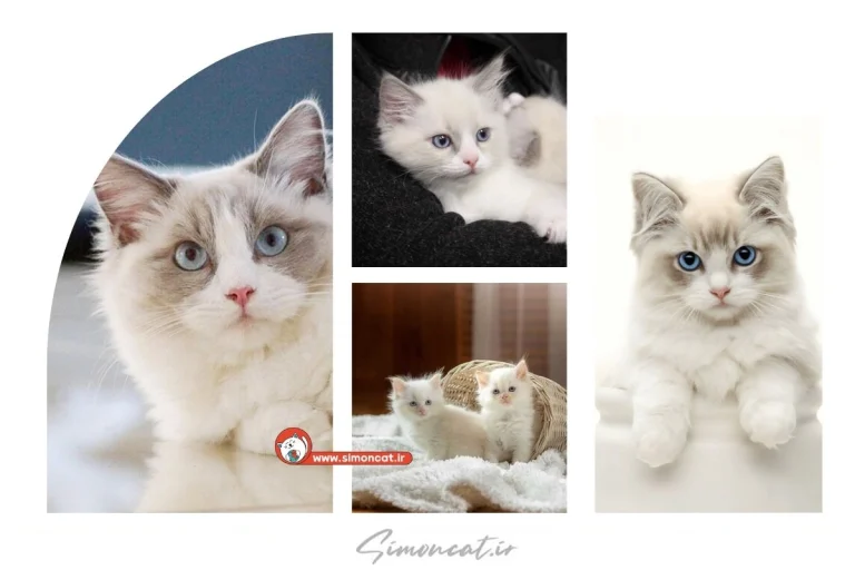 خرید گربه رگدال در تهران