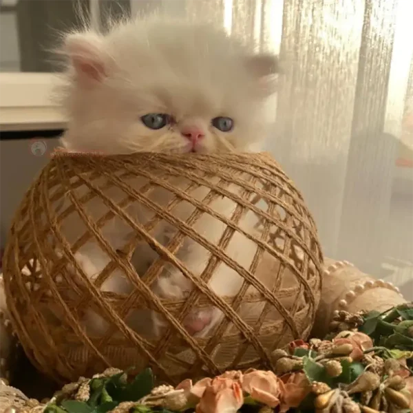 خرید گربه پرشین