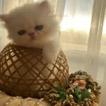 خرید گربه پرشین سفید