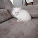 خرید گربه پرشین سفید