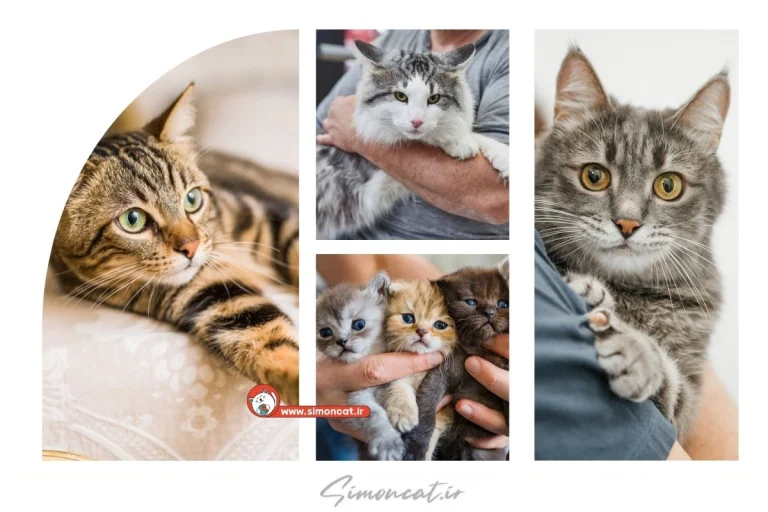 راهنمای نگهداری گربه پرشین