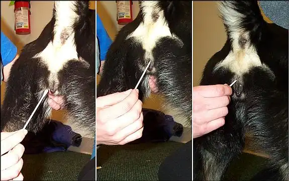 سیتولوژی واژن در پت