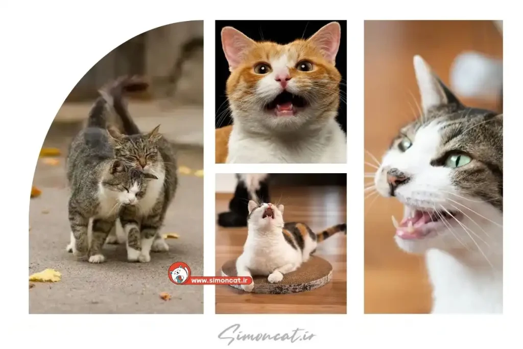 صدای دلپذیر برای جذب گربه