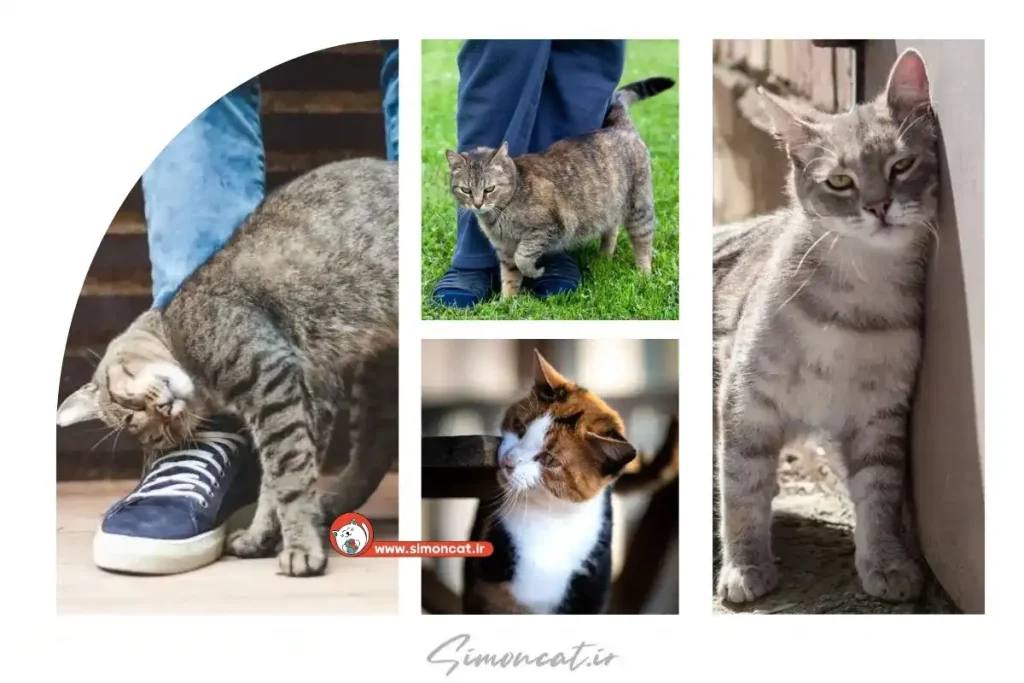 علت مالیدن گربه به دیوار