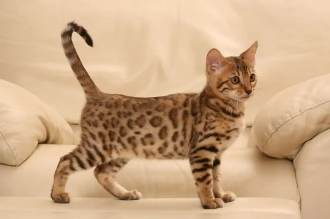 عکس بچه گربه بنگال