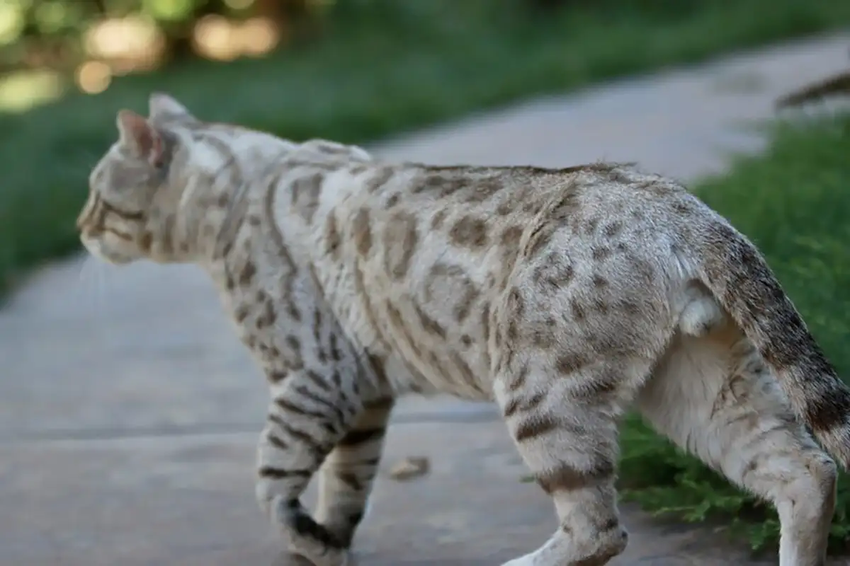 عکس گربه بنگال سفید