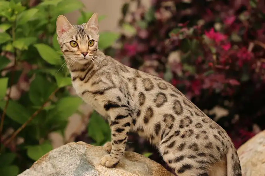 عکس گربه بنگال طوسی