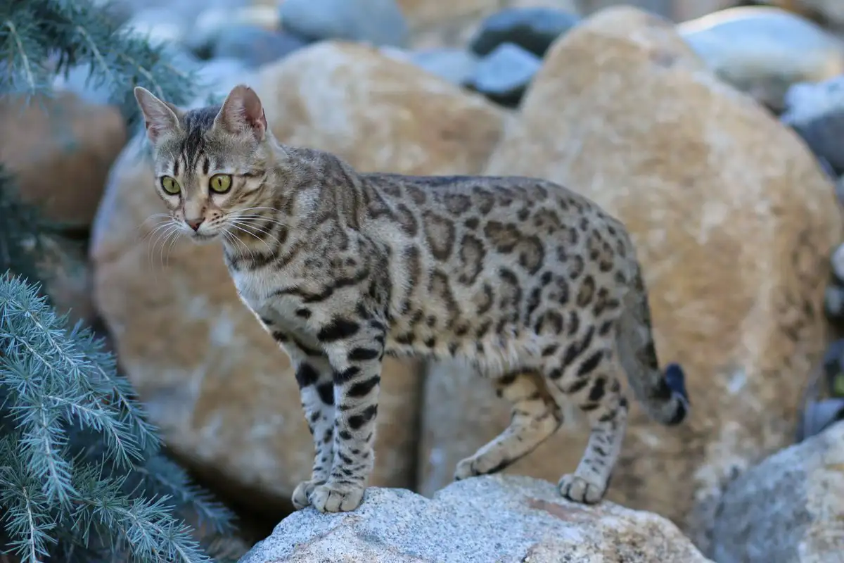 عکس گربه بنگال