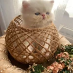 قیمت پرشین کت