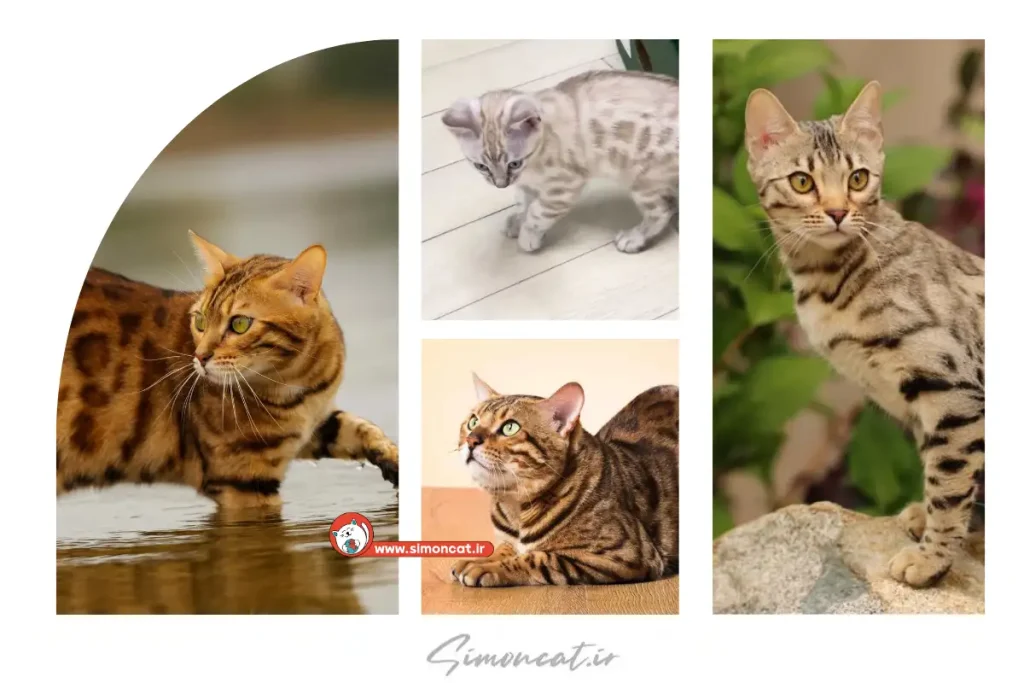 قیمت گربه بنگال