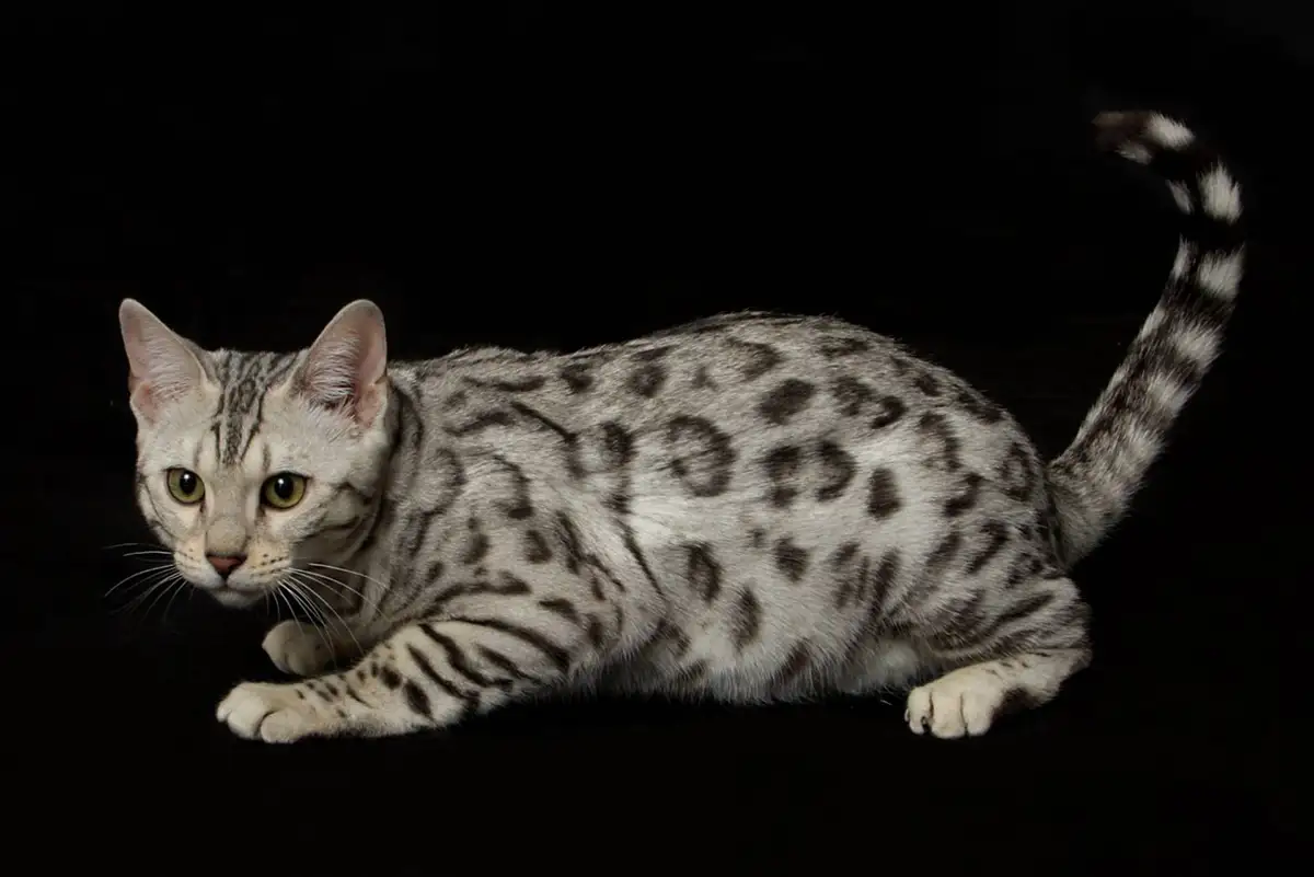 قیمت گربه بنگال سفید