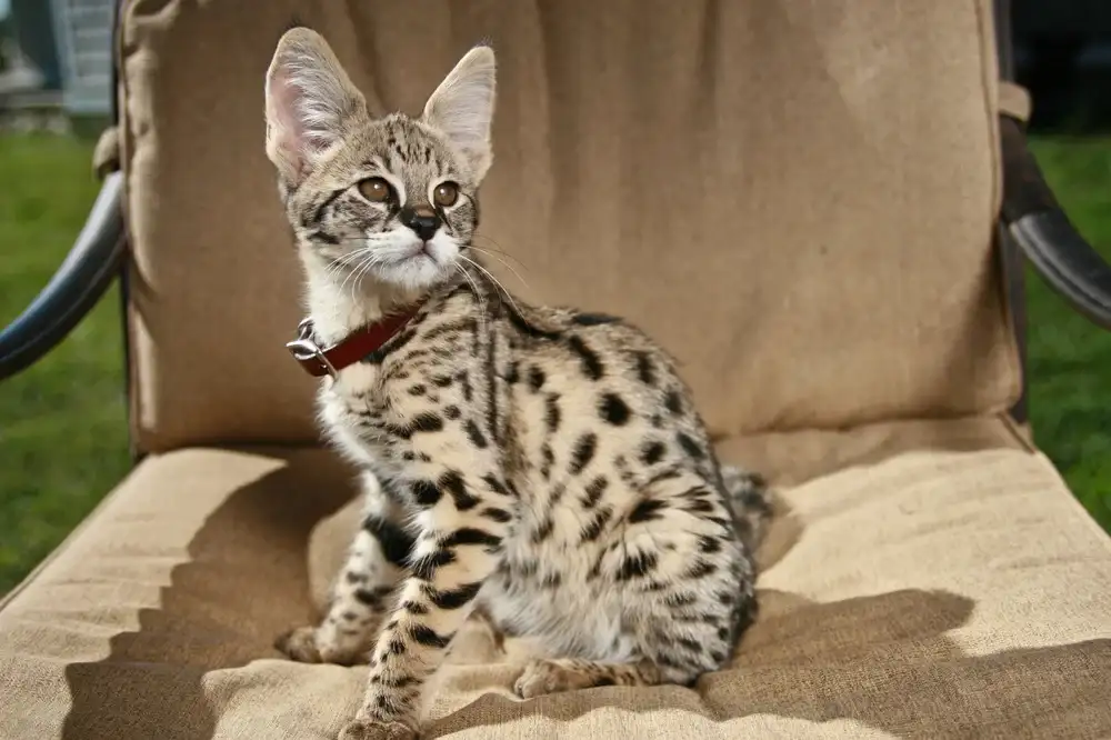 قیمت گربه ساوانا