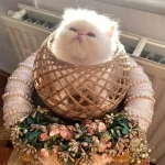 قیمت گربه پرشین