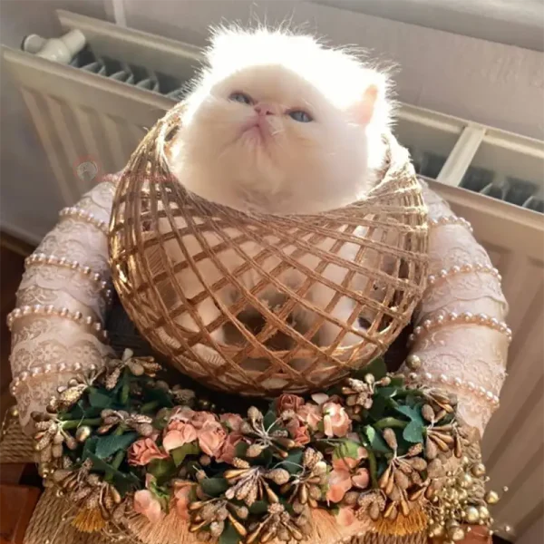 قیمت گربه پرشین