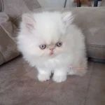 قیمت گربه پرشین چشم ابی